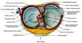 Anatomie: heup,bovenbeen,knie,onderbeen,enkel,voet,acetabulum,collum femoris,trachanter,femur,epicondyl,meniscus,kruisband,cruciate ligament,patella,knieschijf,tibia,fibula,malleolus,talus,calcaneus,tarsus,metatarsus,phalanx,falanx,quadriceps femoris,rectus femoris,sartorius,tensor fasciae latae,tractus iliotibialis,biceps femoris,gastrocnemius,semimembranosus,semitendinosus,soleus,suralis,vena saphena parva,vena saphena magna,sciatic,ischiadicus,peronea